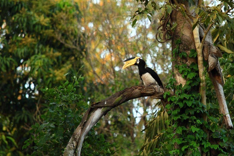 Birding